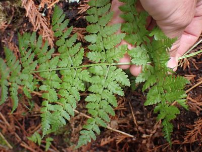 Dryopteris expansa, photographed by Shane Johnson