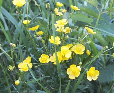 Ranunculus acris, photographed by Татьяна Фирсова