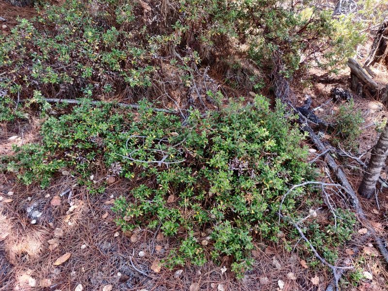 Arctostaphylos pumila, photographed by Alexander Wentworth