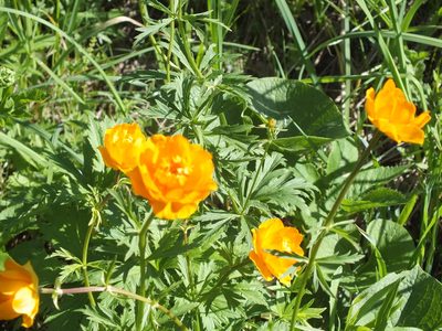 Trollius asiaticus, photographed by Татьяна Фирсова