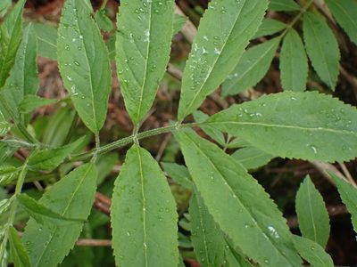 Sambucus racemosa, photographed by Shane Johnson