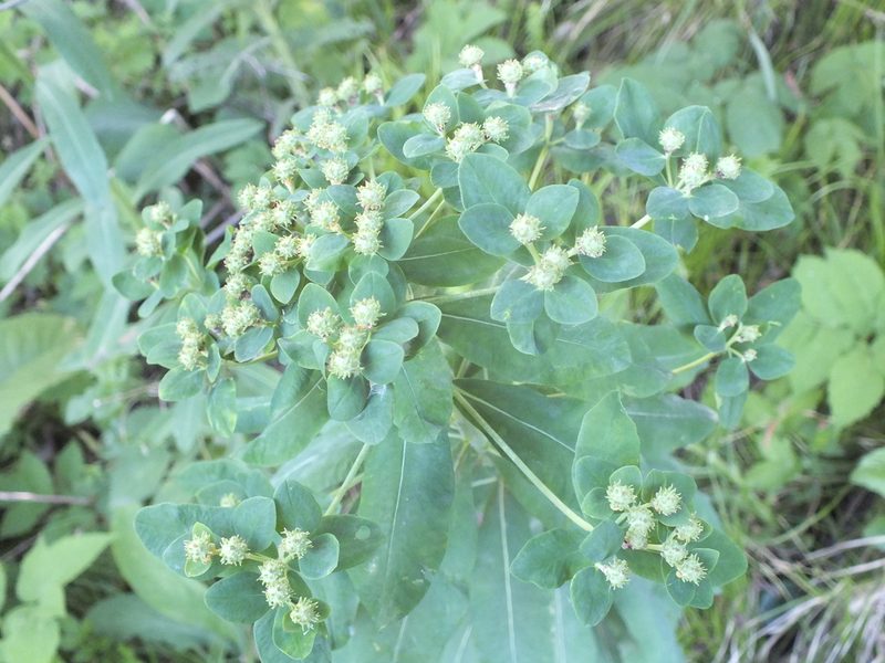 Euphorbia pilosa, photographed by Татьяна Фирсова