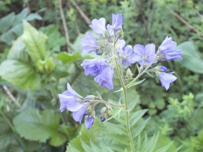 Polemonium caeruleum, photographed by Татьяна Фирсова