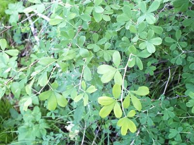 Caragana frutex, photographed by Татьяна Фирсова