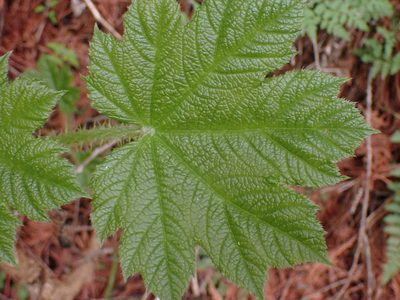 Oplopanax horridus, photographed by Shane Johnson