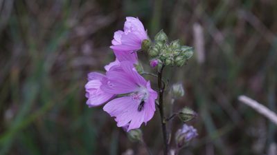 Malva moschata, photographed by goldfjnch