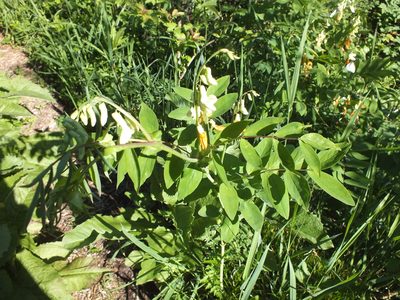 Lathyrus gmelinii, photographed by Татьяна Фирсова