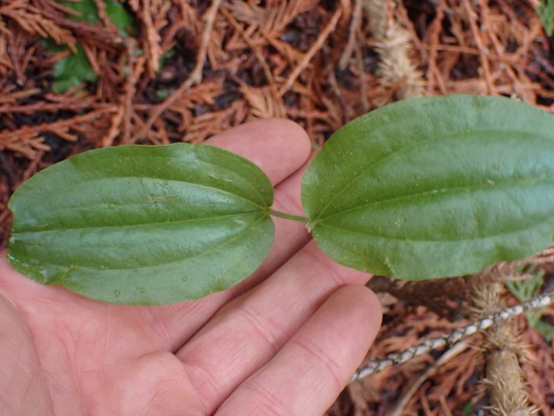 Prosartes trachycarpa, photographed by Shane Johnson