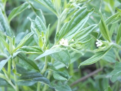 Lithospermum officinale, photographed by Татьяна Фирсова