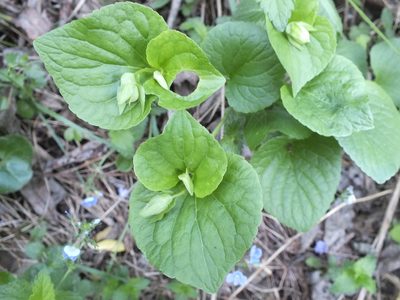 Viola mirabilis, photographed by Татьяна Фирсова