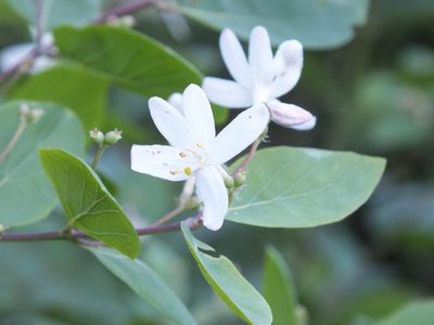 Lonicera tatarica, photographed by Татьяна Фирсова