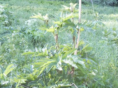 Heracleum dissectum, photographed by Татьяна Фирсова