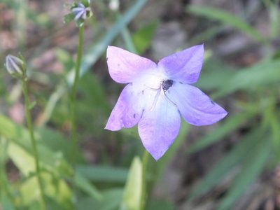 Campanula stevenii, photographed by Татьяна Фирсова