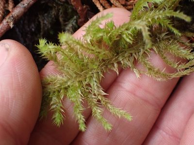 Hylocomiadelphus triquetrus, photographed by Shane Johnson