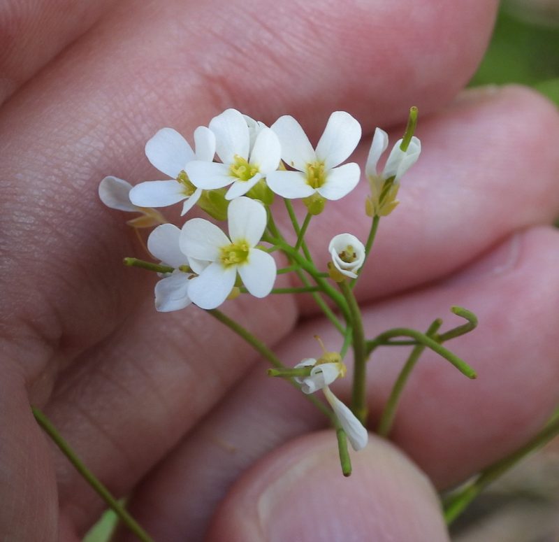 Arabidopsis suecica, photographed by Vesa Oikonen