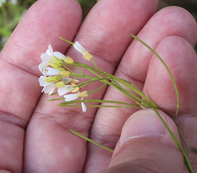 Arabidopsis suecica, photographed by Vesa Oikonen