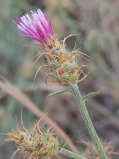 Centaurea parviflora, photographed by Karim Haddad