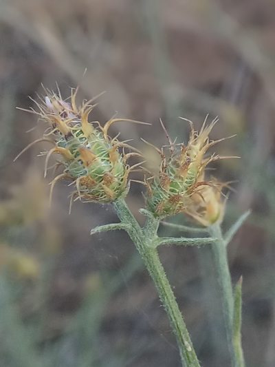 Centaurea parviflora, photographed by Karim Haddad