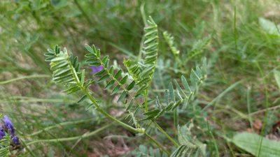 Astragalus danicus, photographed by Екатерина Гущина