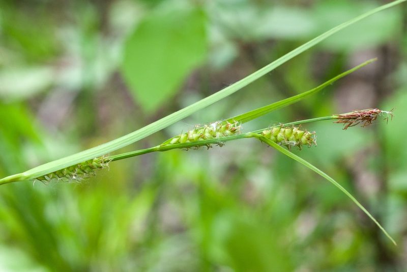 Carex houghtoniana, photographed by Owen Strickland