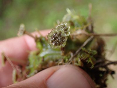 Marchantia polymorpha, photographed by Shane Johnson