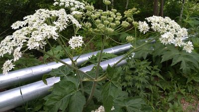 Heracleum dissectum, photographed by Екатерина Гущина