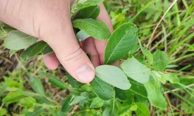 Salix cinerea, photographed by Yurii Basov