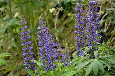 Lupinus polyphyllus, photographed by E. A.