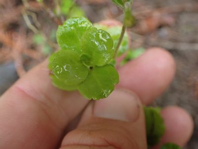 Linnaea borealis, photographed by Shane Johnson