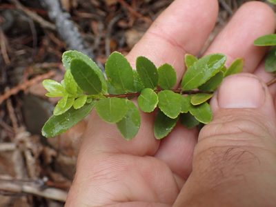 Paxistima myrsinites, photographed by Shane Johnson