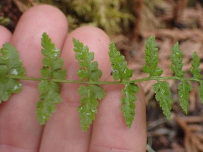 Cystopteris fragilis, photographed by Shane Johnson
