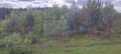 Pinus sylvestris, photographed by Yurii Basov