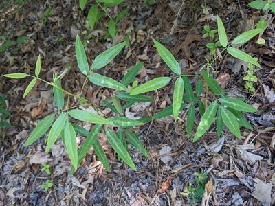 Desmodium paniculatum, photographed by stephen