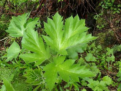 Heracleum maximum, photographed by Shane Johnson