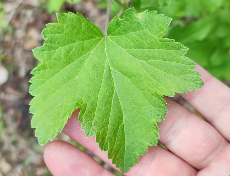 Ribes nigrum, photographed by Yurii Basov