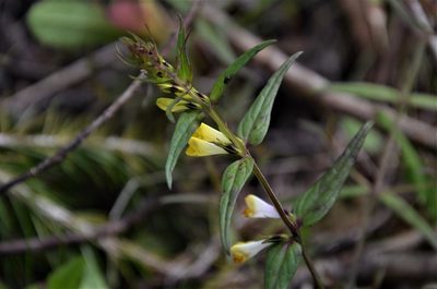Melampyrum pratense, photographed by E. A.