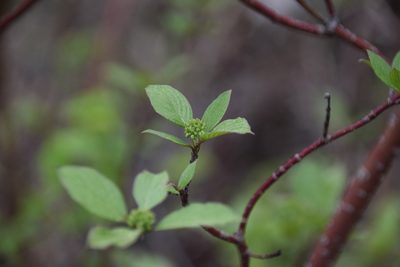 Cornus sericea, photographed by Syd Cannings