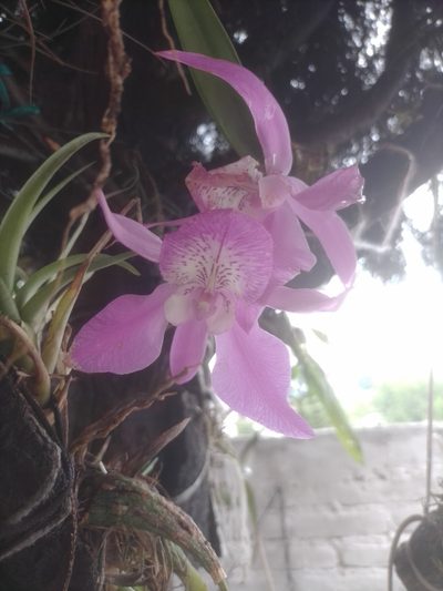 Laelia speciosa, photographed by Manuel Nicolás Madrigal Pérez