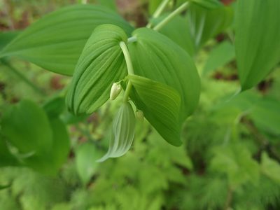 Streptopus amplexifolius, photographed by Shane Johnson