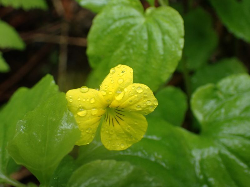 Viola glabella, photographed by Shane Johnson