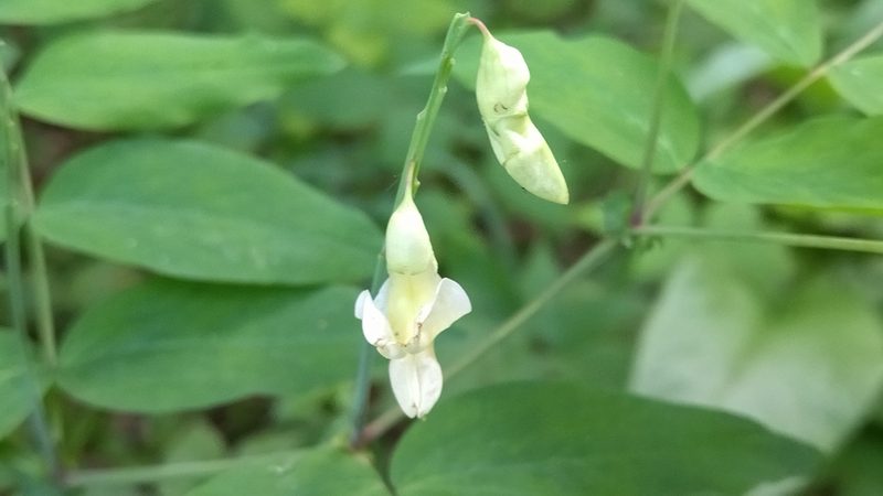 Lathyrus gmelinii, photographed by Екатерина Гущина