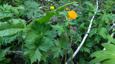 Trollius asiaticus, photographed by Екатерина Гущина