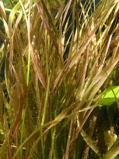 Blyxa aubertii, photographed by Justine Faure