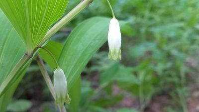 Polygonatum odoratum, photographed by Екатерина Гущина