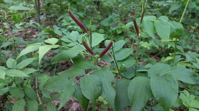 Lathyrus vernus, photographed by Екатерина Гущина