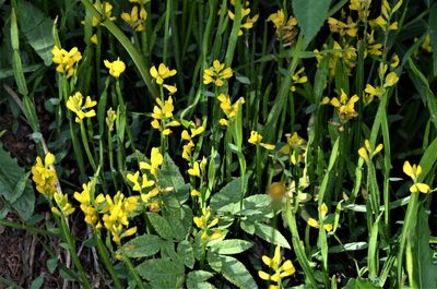 Genista sagittalis, photographed by E. A.