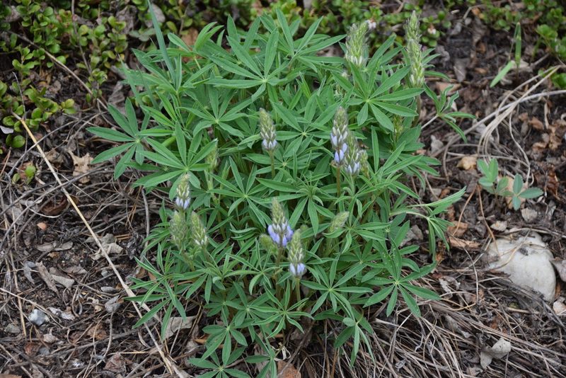 Lupinus arcticus, photographed by Syd Cannings