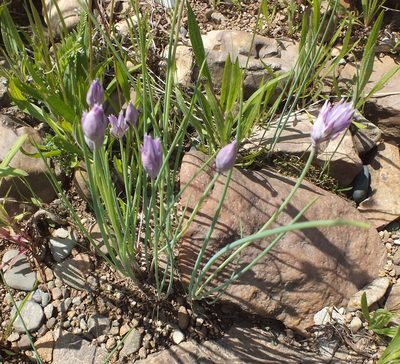 Allium schoenoprasum