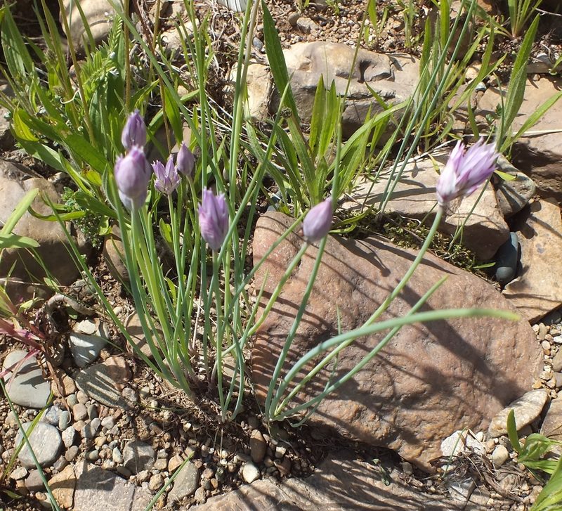 Allium schoenoprasum, photographed by Татьяна Фирсова