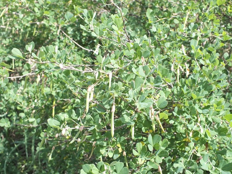 Caragana frutex, photographed by Татьяна Фирсова